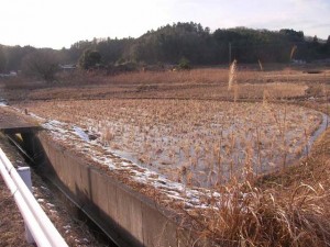 20130115 rice paddy