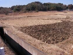 rice farm